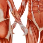 core muscles back pain